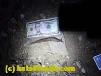 /home//u458753944/public_html/sourcegallery//Insects and small critters/slugs snails leaches (Gastropoda and Annelida)/P8031011.JPG